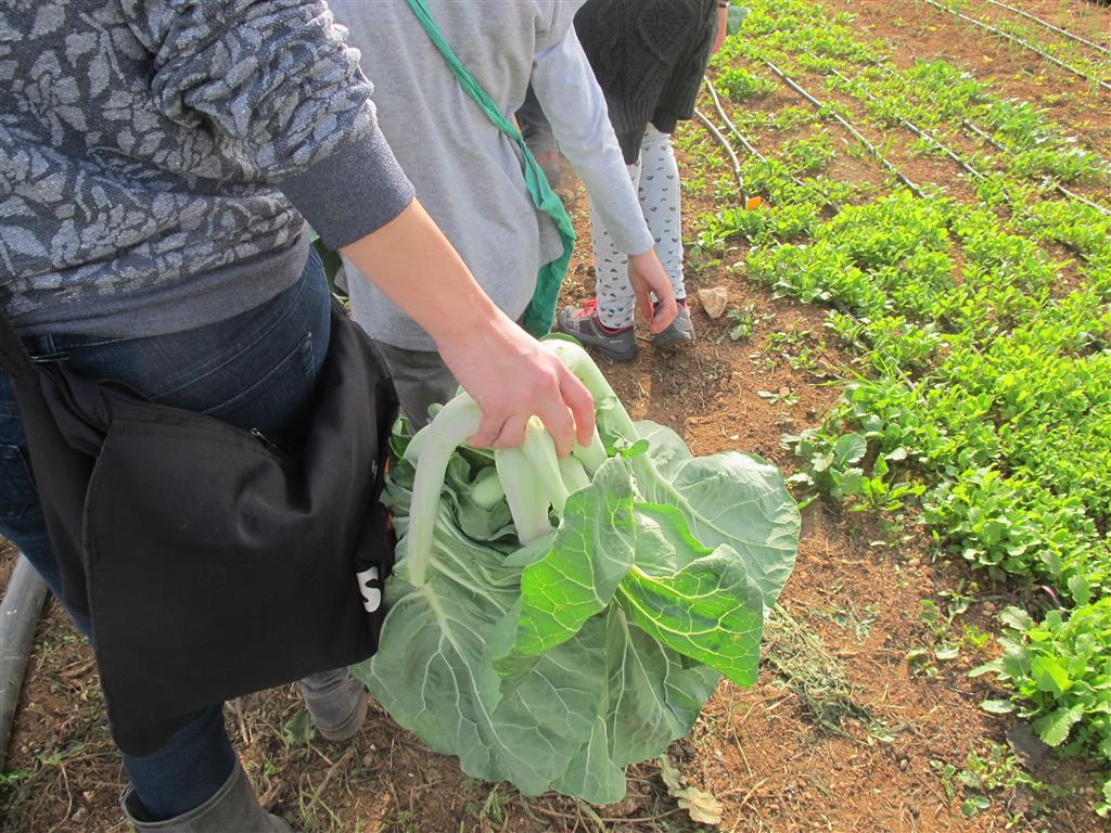 "Cabaz da Terra" valoriza Dieta Mediterrânica