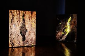 Visitas orientadas à exposição “Uma Árvore”